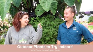 Outdoor Plants to Try Indoors and a Tour of Proven Winners Display Garden at Four Star Greenhouses!
