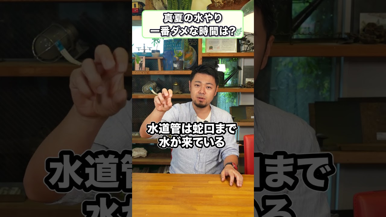 【正解はどっち!?】真夏の水やり時間クイズ!不正解だと植物が枯れてしまいます