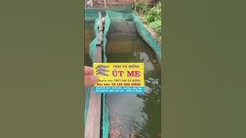 #trại_cá_giống_út_me #fishing #cá #cá_giống #mientay #fish #thủy_sản 0909 77 0509