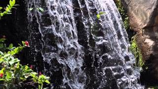 Singapore Zoo - Slideshow - March 2015