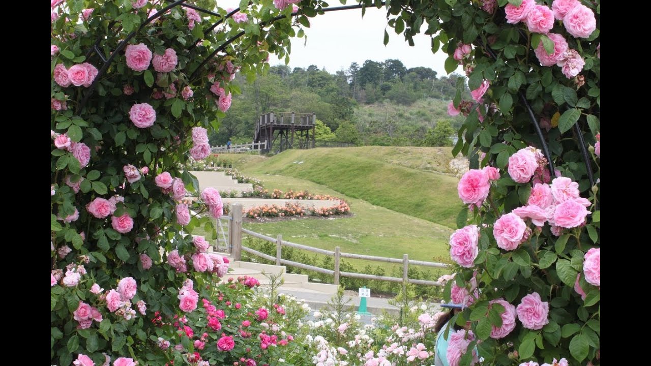 Most Beautiful Rose Gardens In The World