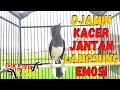 Suara Kacer Betina Gacor Memancing Kacer Jantan Jadi Emosi Tinggi Dijamin Langsung Gacor Konslet Mp3 - Mp4 Download
