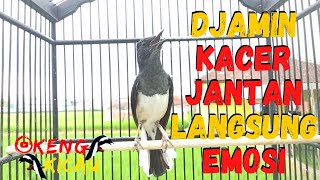 Suara Kacer Betina Gacor Memancing Kacer Jantan Jadi Emosi Tinggi Dijamin Langsung Gacor Konslet