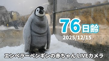 エンペラーペンギンの赤ちゃんライブカメラ