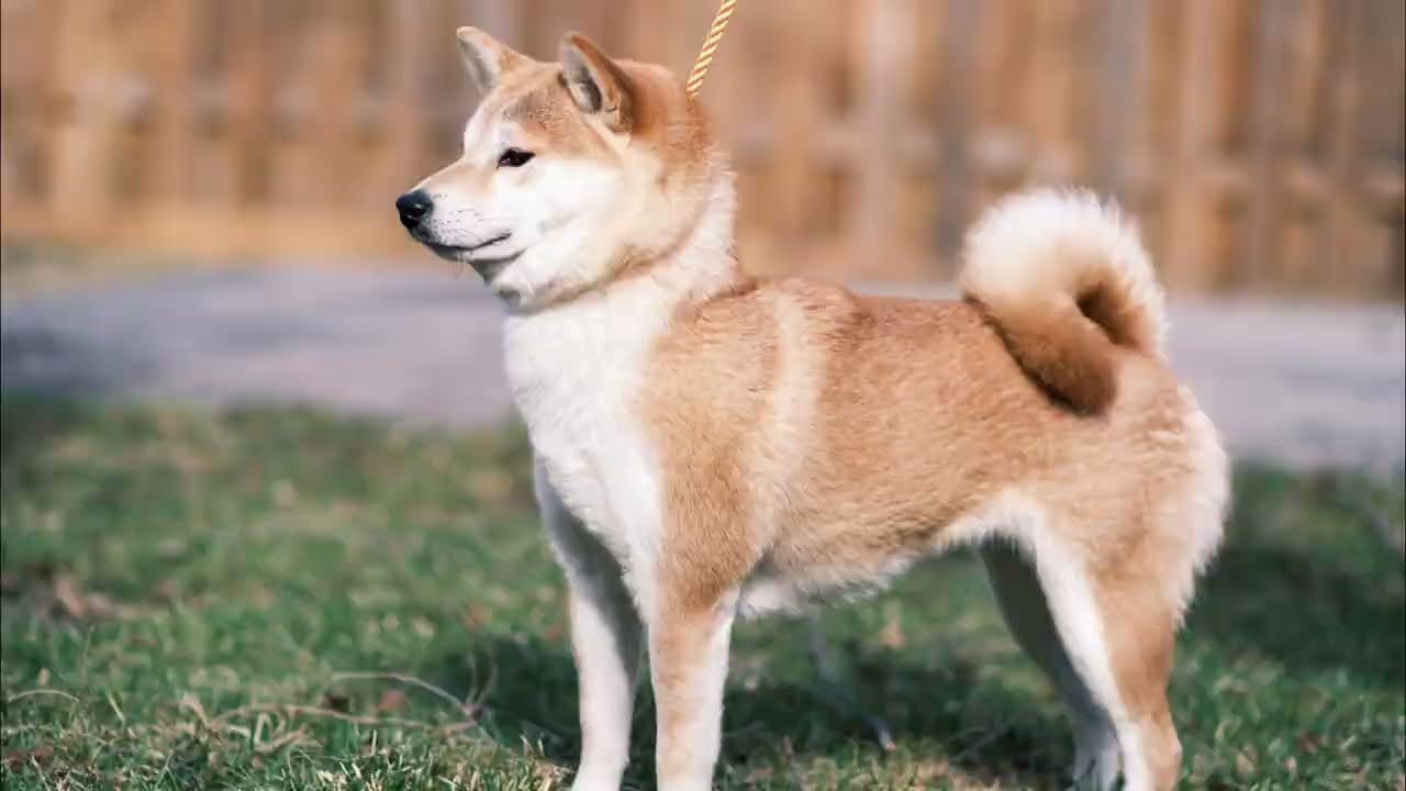 shiba様 Discover Shiba Inu Breed Standards and Characteristics | Dragon