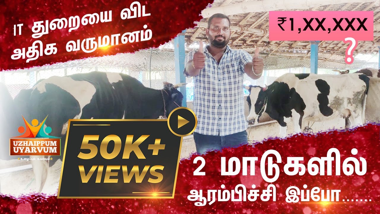 CATTLE FARM INCOME HIGHER THAN IT SECTOR NATURE BASED MATTU CATTLE FARM INCOME HIGHER THAN IT SECTOR NATURE BASED MATTU