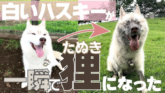 白いハスキーが雨上がりのドッグランで狸になってしまった The Husky Transformed Into A Raccoon Dog Youtube