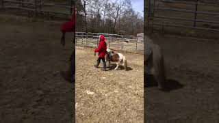 Linda Pettee With Little Broken Arrow At Sundance Halter - March 2021