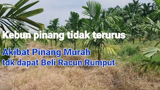 Neglected/Overgrown Areca Nut Garden with Local Seedlings