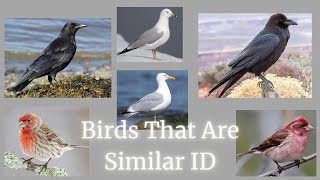 Birds That Look Similar Identification