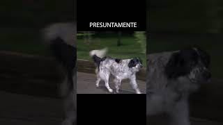 La leyenda urbana de Mockus y los perros...