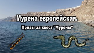 Мурена европейская.  Призы за квест Мурены.