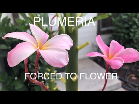 Video: Odstraňování problémů s poklesem květu plumeria – proč květy plumerie opadávají