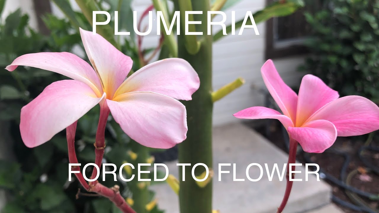 PLUMERIA HOW TO FORCE BLOOMING YouTube