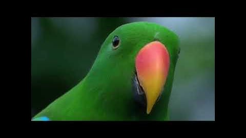 🌺سورة الملك🌺تبارك🌺 بصوت القارئ احمد سامي