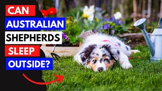 Can Australian Shepherds Sleep Outside? by Juniper Pets 1,549 views 1 year ago 5 minutes, 11 seconds