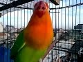 Aksi Love Bird NGAMUK Juara Cerewet Ngekek Panjang Juara Nasional !!! Pemancing Love Bird