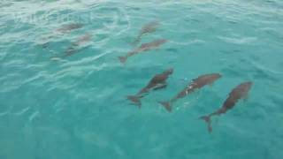 Dolphin Tales IV - swimming with dolphins in November