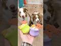 犬用パフェを作っていきます🍨🐾#shorts