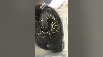 Baby Boelens Pythons