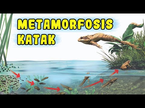 Tahap-Tahap Metamorfosis Katak dari Telur Hingga Dewasa #Terlengkap