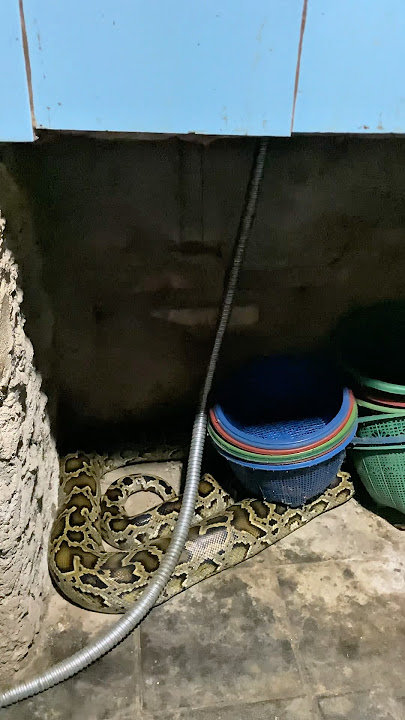 Cemong Wants to Make Coffee, But Instead He Meets a Big Snake in the Kitchen! #shortsfeed #shortv...