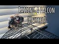 Raising a FALCON (Kestrel) indoors | MUST WATCH THE END 🤭