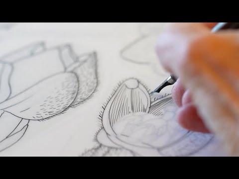 Video: Realizarea de desene botanice: cum să vă creați propria ilustrație botanică