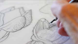 The art and science of botanical illustration ft. Alice Tangerini, Smithsonian