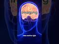Reading uses half your brain. Here's how to fire all of it. #BrainHealth #neuroplasticity