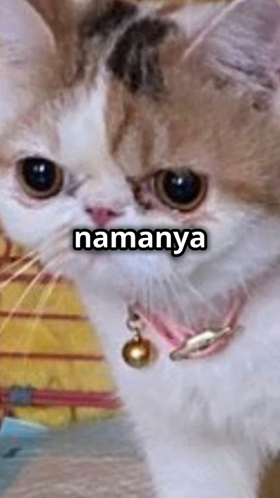 kucing viral yang mirip Reza arap #pecintakucing