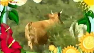The Amazing World (2006) Cows and Bulls