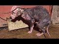 Amazing Transformation Of Sick Dog Who Had Given Up Hope