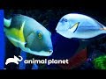 This Huge Tank is Home To Some Amazing Rare Fish | Tanked