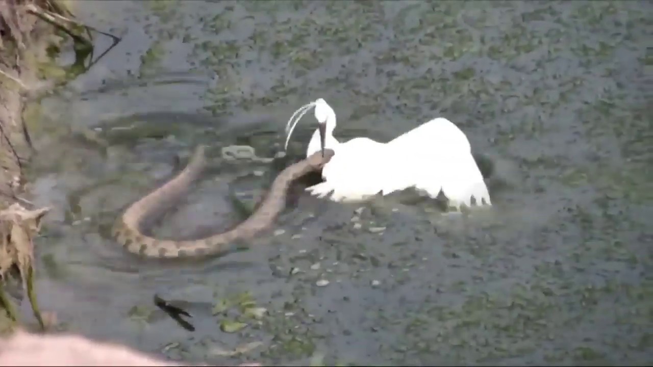 animal attacks reddit Little Egret Escapes From Rattle Snake On The Water