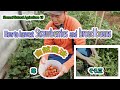 Shumei Natural Agriculture 15 :How to harvest Strawberries and broad beans：秀明自然農法⑮：苺と空豆の収穫