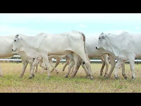 LOTE 14   10 FÊMEAS COMERCIAL