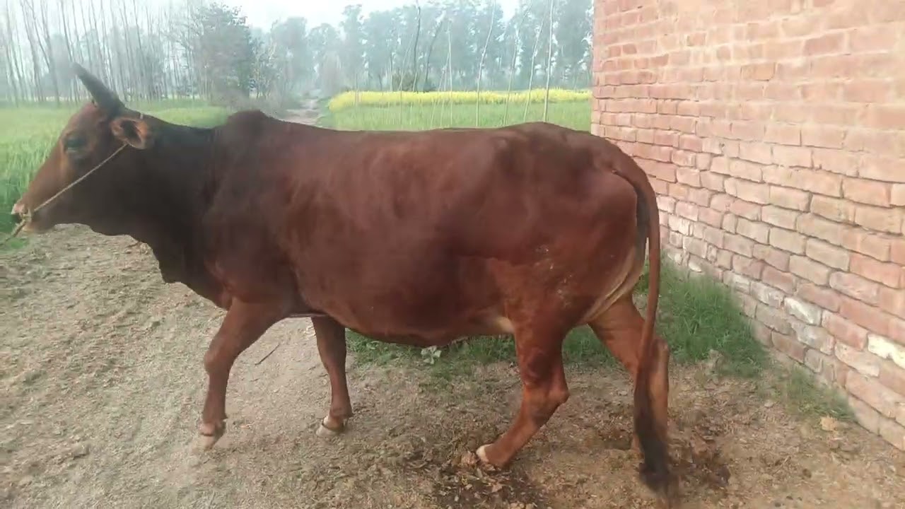 25 February 2026 ਫੋਨ8872728084# ਬਹੁਤ ਹੀ ਜਾਇਜ਼ ਰੇਟ ਤੇ ਸ਼ਾਹੀ ਵਾਲ ਗਾਂ