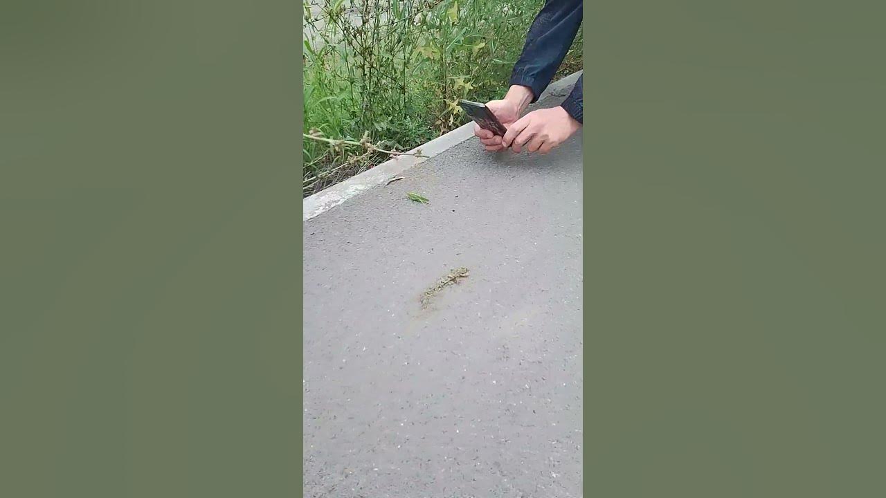 большая саранча - YouTube
