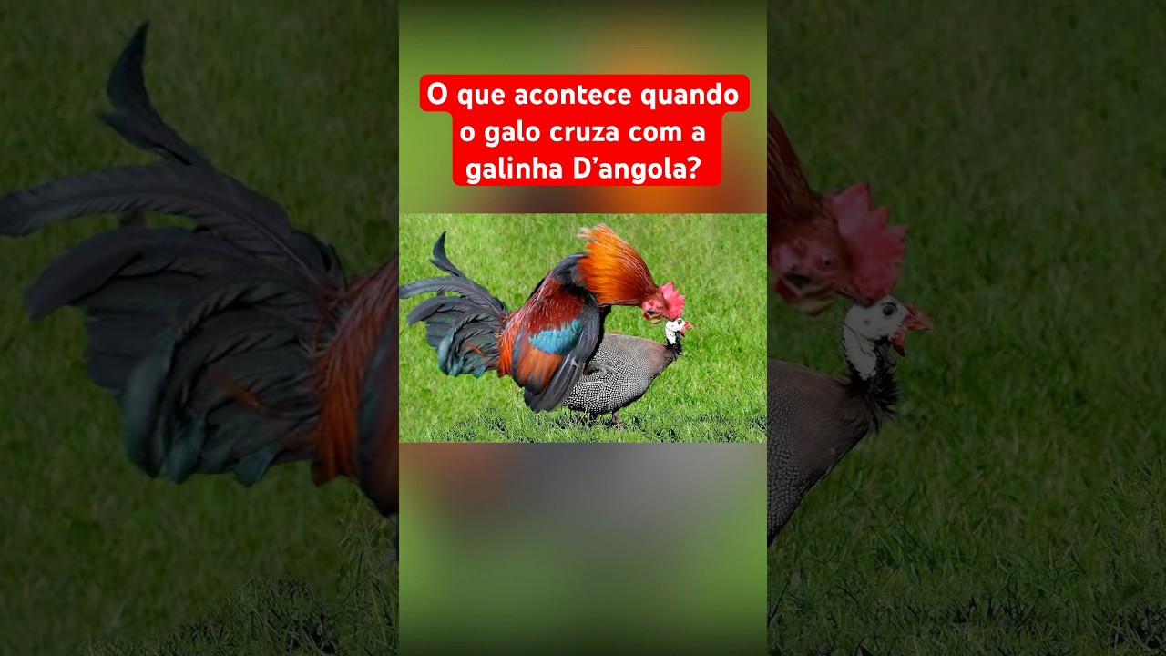 O QUE ACONTECE QUANDO O GALO CRUZA COM A GALINHA D’ANGOLA?