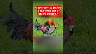 O Que Acontece Quando O Galo Cruza Com A Galinha Dana?