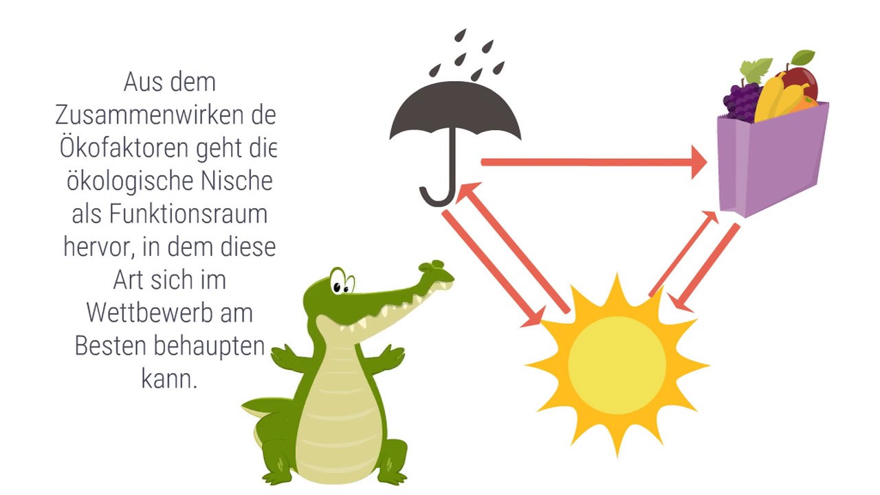 Spektrum Erklart Okologische Nische Youtube