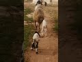 الغنم غنيمة فغتنمها shorts mp3