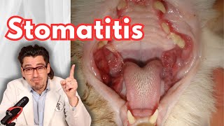How a Vet treats Stomatitis in the CAT.