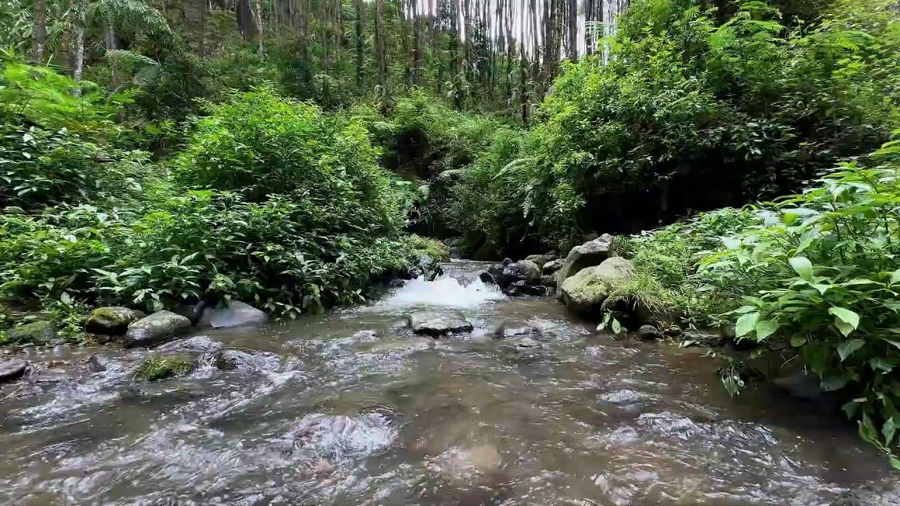 Calming river sound near peaceful tree-lined river easing thoughts into deeper deep sleep peacefully
