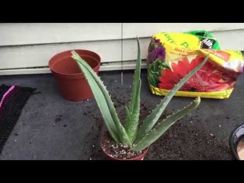 32+ How To Repot Aloe Vera Plant