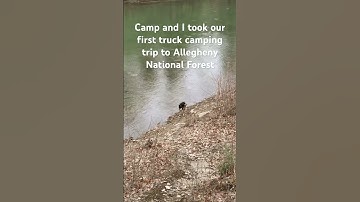 Check the full video on my channel! #offroadtrip #truckcamping #disableddogs