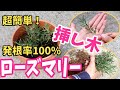 【ローズマリー】初夏・秋が時期だっ！！剪定&挿し木。鉢上げまであるよ♫