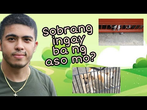 Video: Paano Pangalagaan ang isang Husky: 15 Hakbang (na may Mga Larawan)