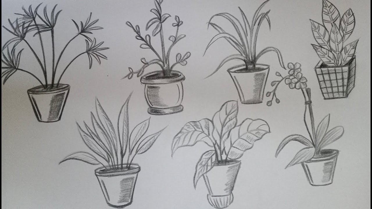 How to draw House plants drawing(Part 1)//easy plant